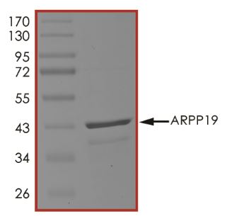SDS-PAGE - Recombinant Human ARPP-19 protein (Tagged) (AB268350)