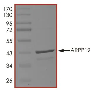 SDS-PAGE - Recombinant Human ARPP-19 protein (Tagged) (AB268350)