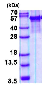 SDS-PAGE - Recombinant Human ARSG protein (denatured) (AB139214)