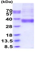 SDS-PAGE - Recombinant Human ART4/DOK1 protein (His tag) (AB229361)