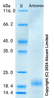 SDS-PAGE - Recombinant Human Artemin Protein Standard (His tag) (AB316660)