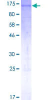 Western blot - Recombinant Human Aryl hydrocarbon Receptor protein (GST tag N-Terminus) (AB152176)