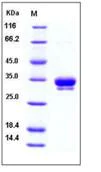 SDS-PAGE - Recombinant Human ASAM protein (His tag) (AB276317)