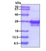 SDS-PAGE - Recombinant Human ASF1A protein (AB84211)