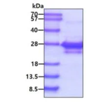 SDS-PAGE - Recombinant Human ASF1A protein (AB84211)