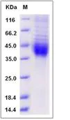 SDS-PAGE - Recombinant Human ASGR2 protein (His tag) (AB276601)