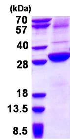 SDS-PAGE - Recombinant Human ASGR2 protein (His tag N-Terminus) (AB134625)