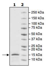 SDS-PAGE - Recombinant Human ASH1L protein (His tag N-Terminus) (AB195166)