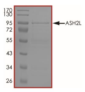 SDS-PAGE - Recombinant Human ASH2L protein (Tagged) (AB268351), expandable thumbnail