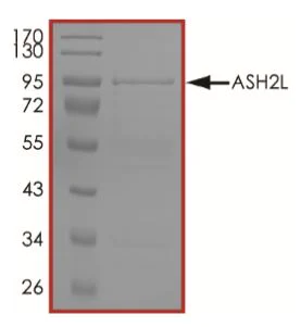 SDS-PAGE - Recombinant Human ASH2L protein (Tagged) (AB268351)
