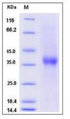 SDS-PAGE - Recombinant Human Asialoglycoprotein Receptor 1/HL-1 (His tag) (AB276316)