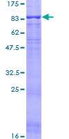 Recombinant Human ASIC1 protein
