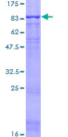 SDS-PAGE - Recombinant Human ASIC1 protein (GST tag N-Terminus) (AB114681)