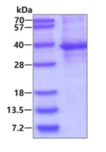 SDS-PAGE - Recombinant Human ASMT protein (denatured) (His tag N-Terminus) (AB136347)