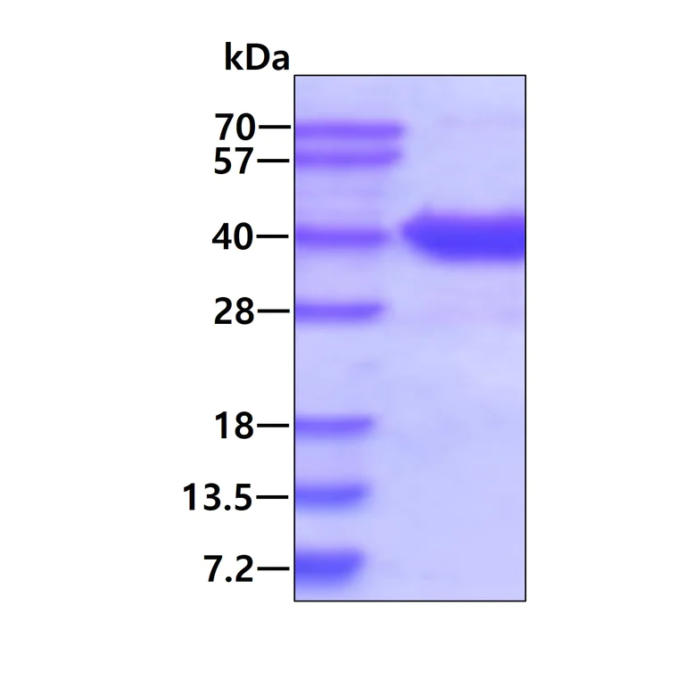 SDS-PAGE - Recombinant Human ASPA protein (AB123155)
