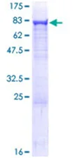 SDS-PAGE - Recombinant Human Asparagine synthetase protein (GST tag N-Terminus) (AB152201)