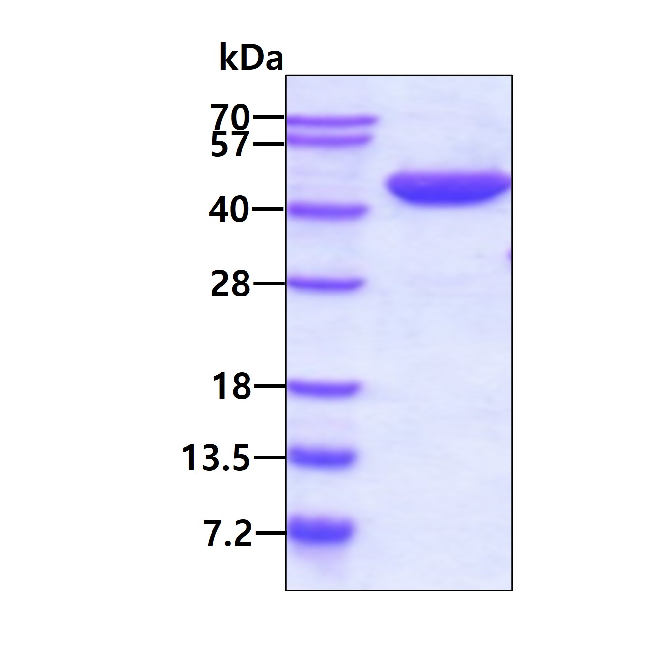 SDS-PAGE - Recombinant Human Aspartate Aminotransferase protein (AB99147)