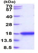 SDS-PAGE - Recombinant Human ASPRV1 protein (His tag N-Terminus) (AB134593)