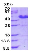 SDS-PAGE - Recombinant Human ASRGL1 protein (AB187483), expandable thumbnail