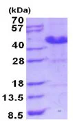 SDS-PAGE - Recombinant Human ASRGL1 protein (AB187483)