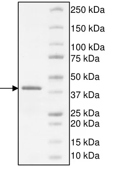 SDS-PAGE - Recombinant human ATAD2B protein (GST tag N-Terminus) (AB198150)