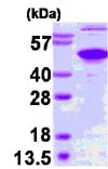 SDS-PAGE - Recombinant Human Ataxin 3 protein (Tag Free) (AB86706)