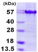 SDS-PAGE - Recombinant Human ATF-4 protein (AB109946)