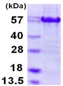SDS-PAGE - Recombinant Human ATF-4 protein (His tag N-Terminus + Calmodulin tag N-Terminus) (AB109946)
