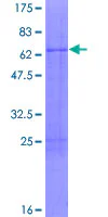 SDS-PAGE - Recombinant Human ATF5 protein (GST tag N-Terminus) (AB161432)