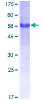 SDS-PAGE - Recombinant Human ATF6 protein (GST tag N-Terminus) (AB131846)