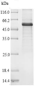 SDS-PAGE - Recombinant Human ATG14L protein (Tagged) (AB225977)