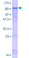 SDS-PAGE - Recombinant Human ATG16L1 protein (AB132520)