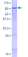 SDS-PAGE - Recombinant Human ATG16L1 protein (GST tag N-Terminus) (AB132520)