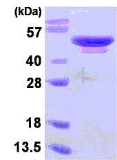 SDS-PAGE - Recombinant Human ATG4B protein (His tag C-Terminus) (AB123195)