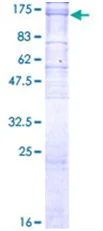 SDS-PAGE - Recombinant Human ATP1A3 protein (GST tag N-Terminus) (AB152203)