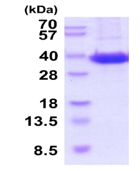 SDS-PAGE - Recombinant human ATP1B1 protein (Active) (AB222961), expandable thumbnail