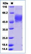 SDS-PAGE - Recombinant Human ATP1B2 protein (His tag) (AB276694)