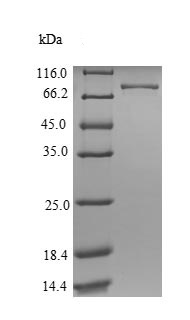 Recombinant Human ATP5A protein (Tagged)