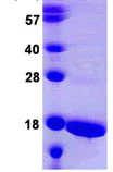 SDS-PAGE - Recombinant Human ATP5D protein (AB109956)