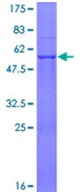 SDS-PAGE - Recombinant Human ATP5F1 protein (GST tag N-Terminus) (AB152211)