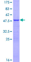Recombinant Human ATP5H protein