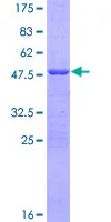 SDS-PAGE - Recombinant Human ATP5H protein (GST tag N-Terminus) (AB153084)