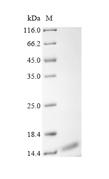SDS-PAGE - Recombinant Human ATP5J2 Protein (His Tag) (AB314613)