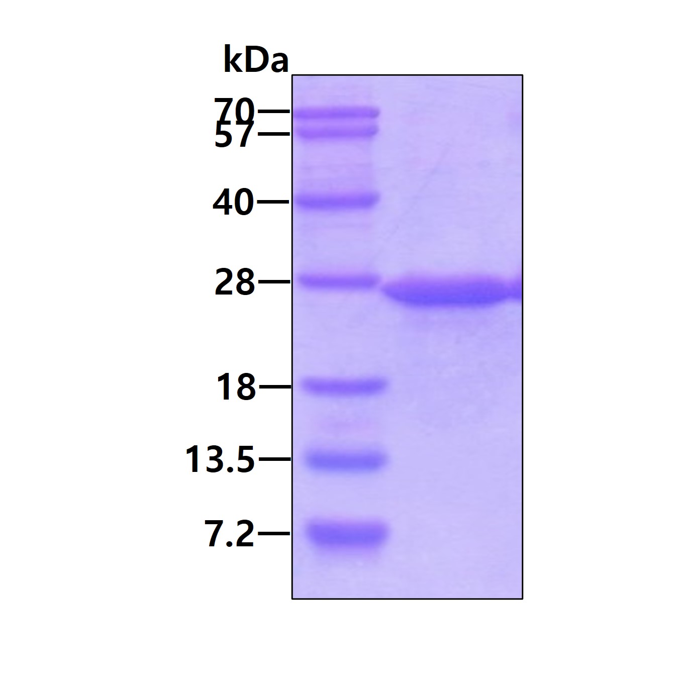SDS-PAGE - Recombinant Human ATP5O protein (His tag N-Terminus) (AB104549)