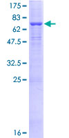Recombinant Human ATP6AP1/ATP6S1 protein