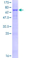 SDS-PAGE - Recombinant Human ATP6AP1/ATP6S1 protein (AB157947)