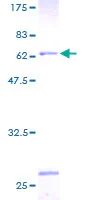 SDS-PAGE - Recombinant Human ATP6V0D1/P39 protein (GST tag N-Terminus) (AB160342)