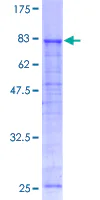 SDS-PAGE - Recombinant Human ATP6V1A protein (GST tag N-Terminus) (AB132441)