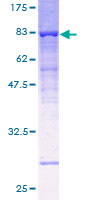 SDS-PAGE - Recombinant Human ATP6V1B1 protein (GST tag N-Terminus) (AB157939)