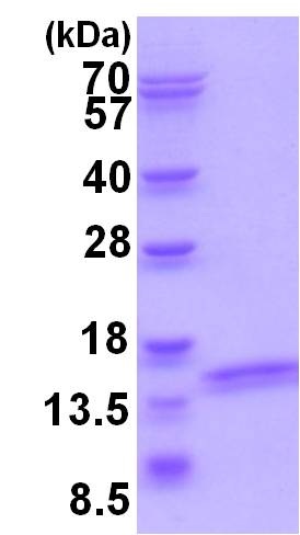 Recombinant Human ATP6V1F protein